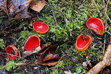 Zinnoberroter Prachtbecherling