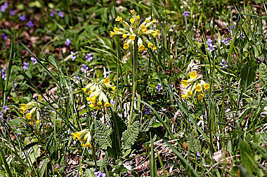 Echte Schlüsselblume