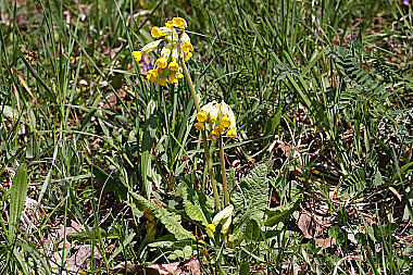 Echte Schlüsselblume