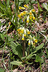 Echte Schlüsselblume