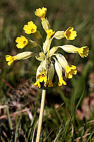 Echte Schlüsselblume