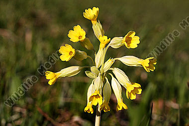 Echte Schlüsselblume