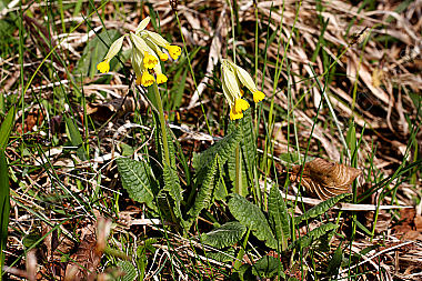 Echte Schlüsselblume