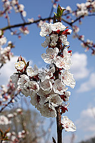 Marillenblüte