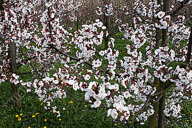 Marillenblüte