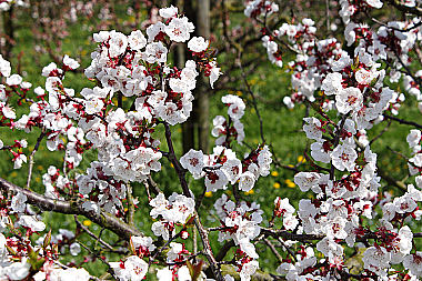 Marillenblüte