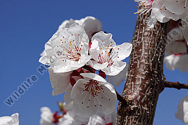 Marillenblüte