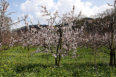 Marillenblüte