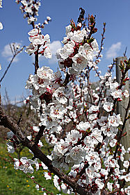 Marillenblüte