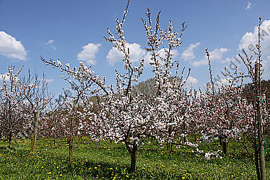 Marillenblüte