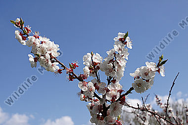 Marillenblüte