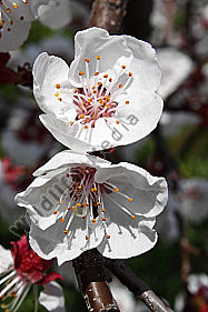 Marillenblüte