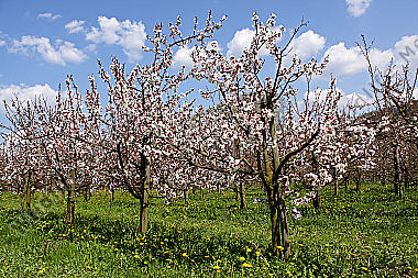 Marillenblüte