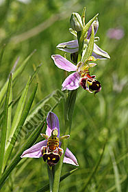 Bienen-Ragwurz