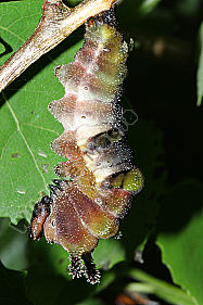 Großer Eisvogel Raupe