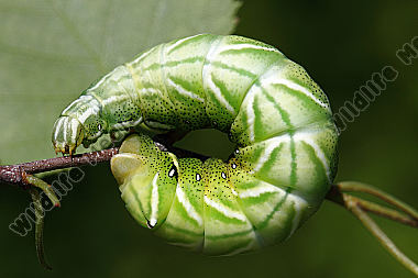 Birkenspinner Raupe