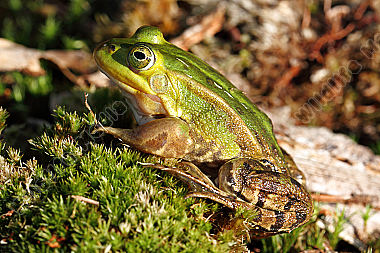 Großer Wasserfrosch