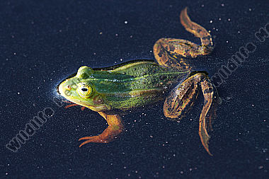 Großer Wasserfrosch