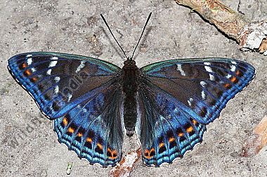 Großer Eisvogel Männchen