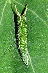 Kleiner Schillerfalter Raupe