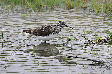 Waldwasserläufer