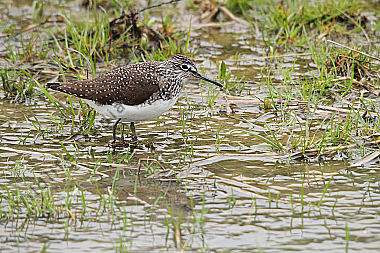 Waldwasserläufer