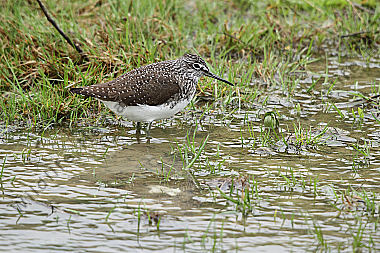 Waldwasserläufer