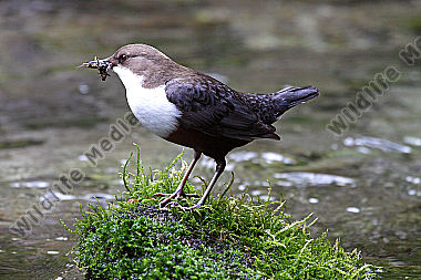 Wasseramsel
