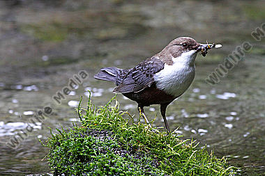 Wasseramsel
