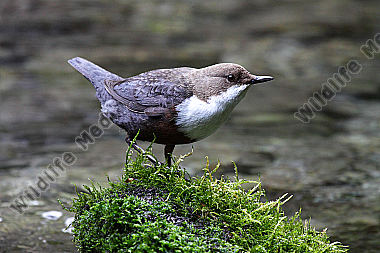 Wasseramsel