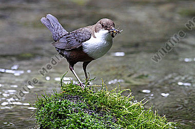 Wasseramsel