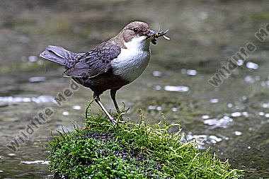 Wasseramsel