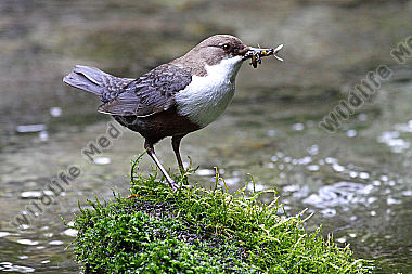 Wasseramsel