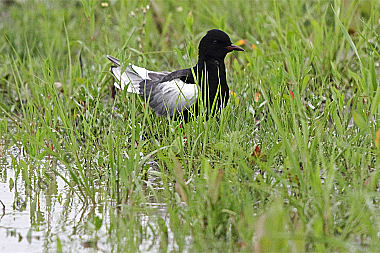 Weißflügel Seeschwalbe