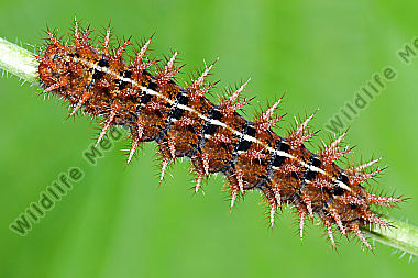 Feuriger Perlmuttfalter Raupe