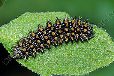 Baldrian Scheckenfalter Raupe
