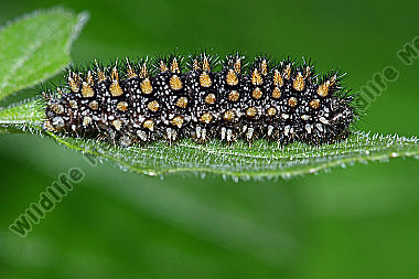Baldrian Scheckenfalter Raupe
