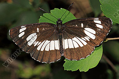 Schwarzer Trauerfalter