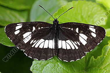 Schwarzer Trauerfalter