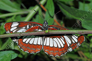 Schwarzer Trauerfalter
