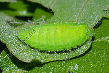 Brauner Eichenzipfelfalter Raupe