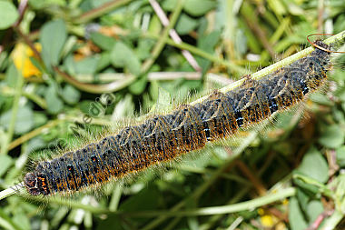 Kleespinner Raupe