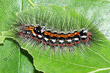 Schwan Raupe