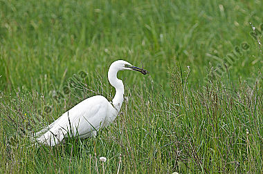 Silberreiher