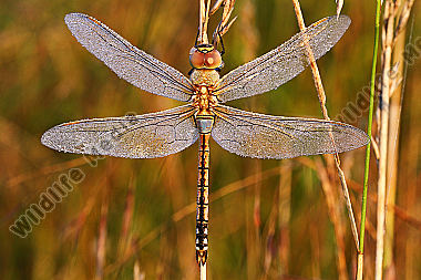 Schabrackenlibelle