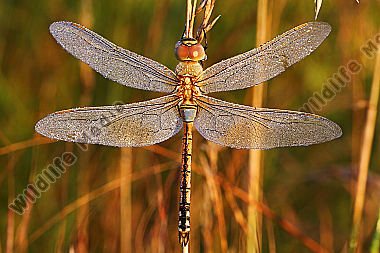 Schabrackenlibelle