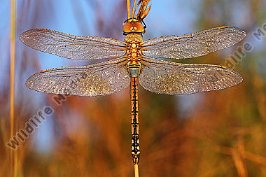 Schabrackenlibelle