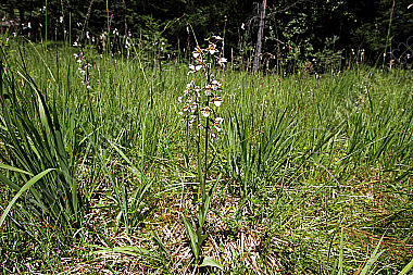 Sumpfstendelwurz
