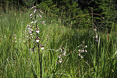 Sumpfstendelwurz