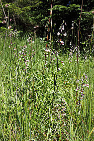 Sumpfstendelwurz